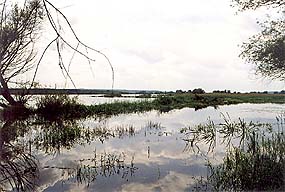 Oder floodplain